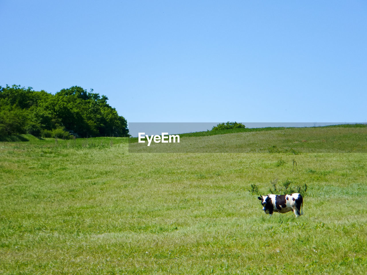 Cows on grassy field against clear sky