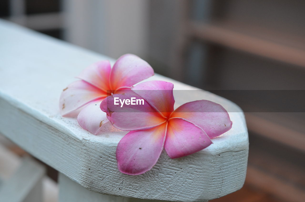 High angle view of pink frangipani on wooden railing