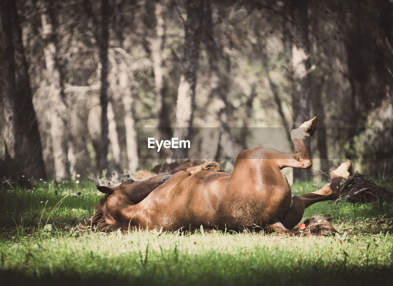 Wildlife capture the moment