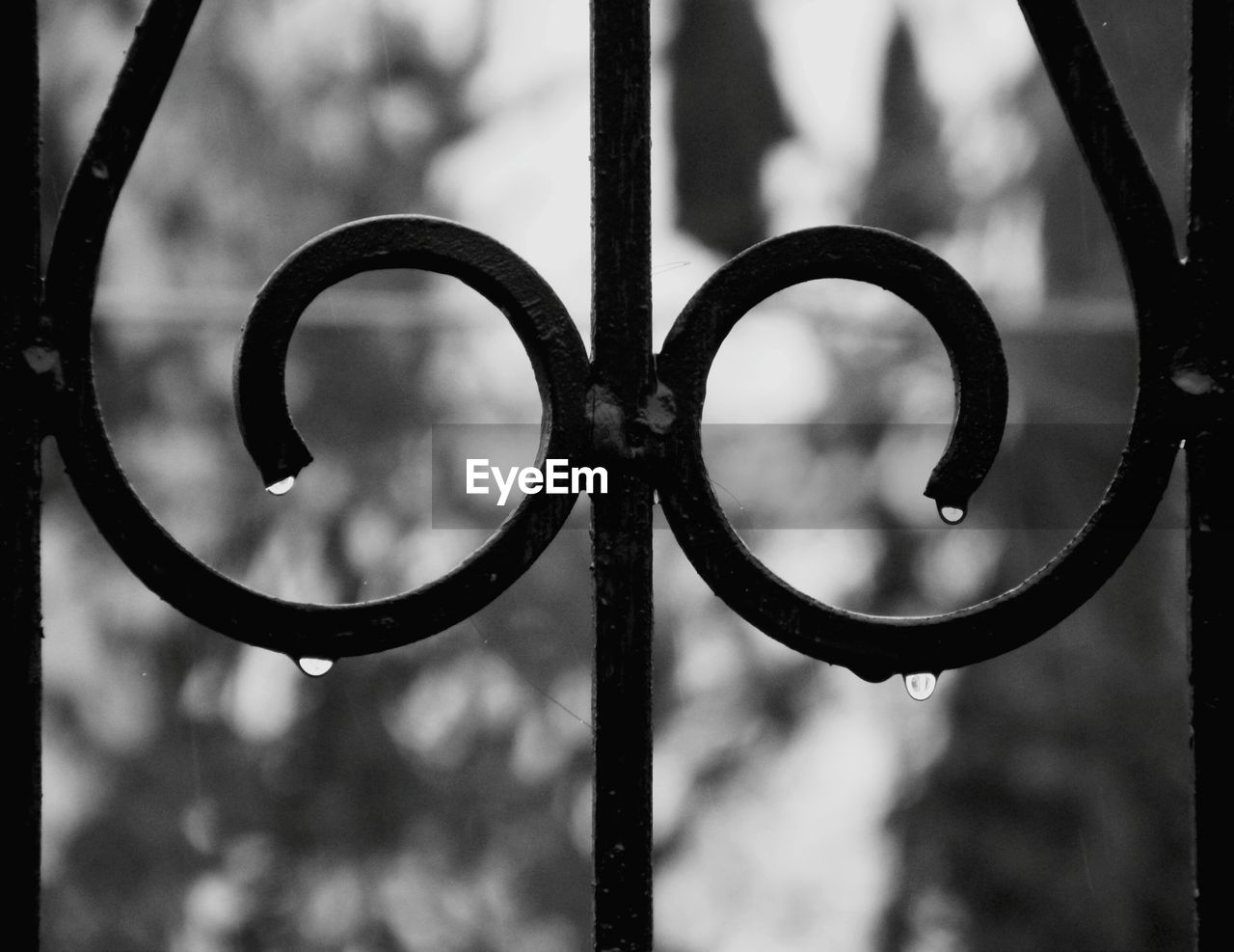 Close-up of wet metal railing