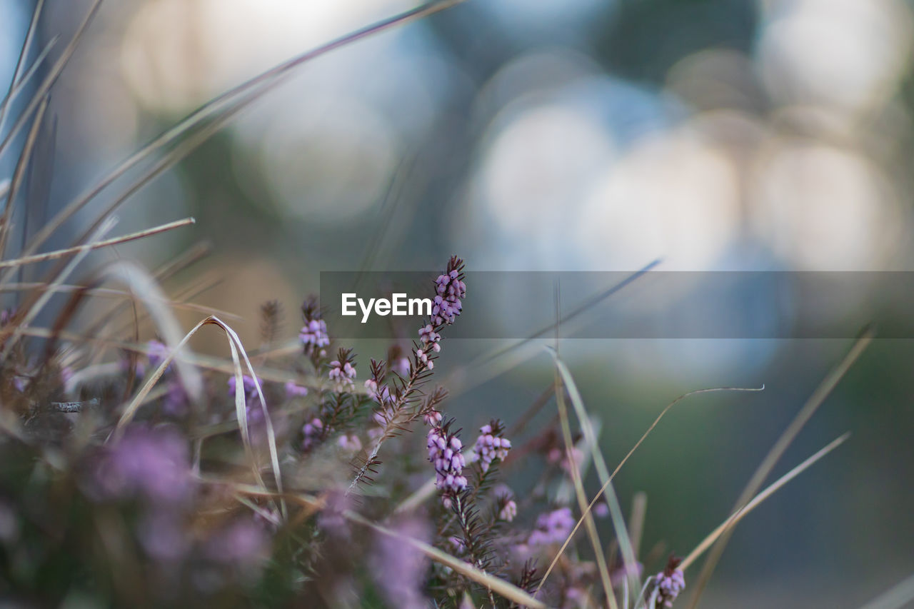 Close-up of purple flowering plants on field