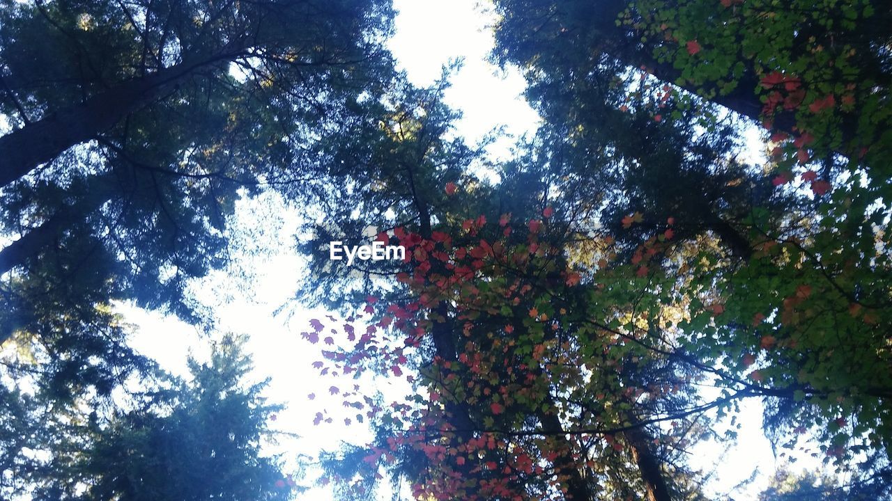LOW ANGLE VIEW OF TREES IN THE FOREST