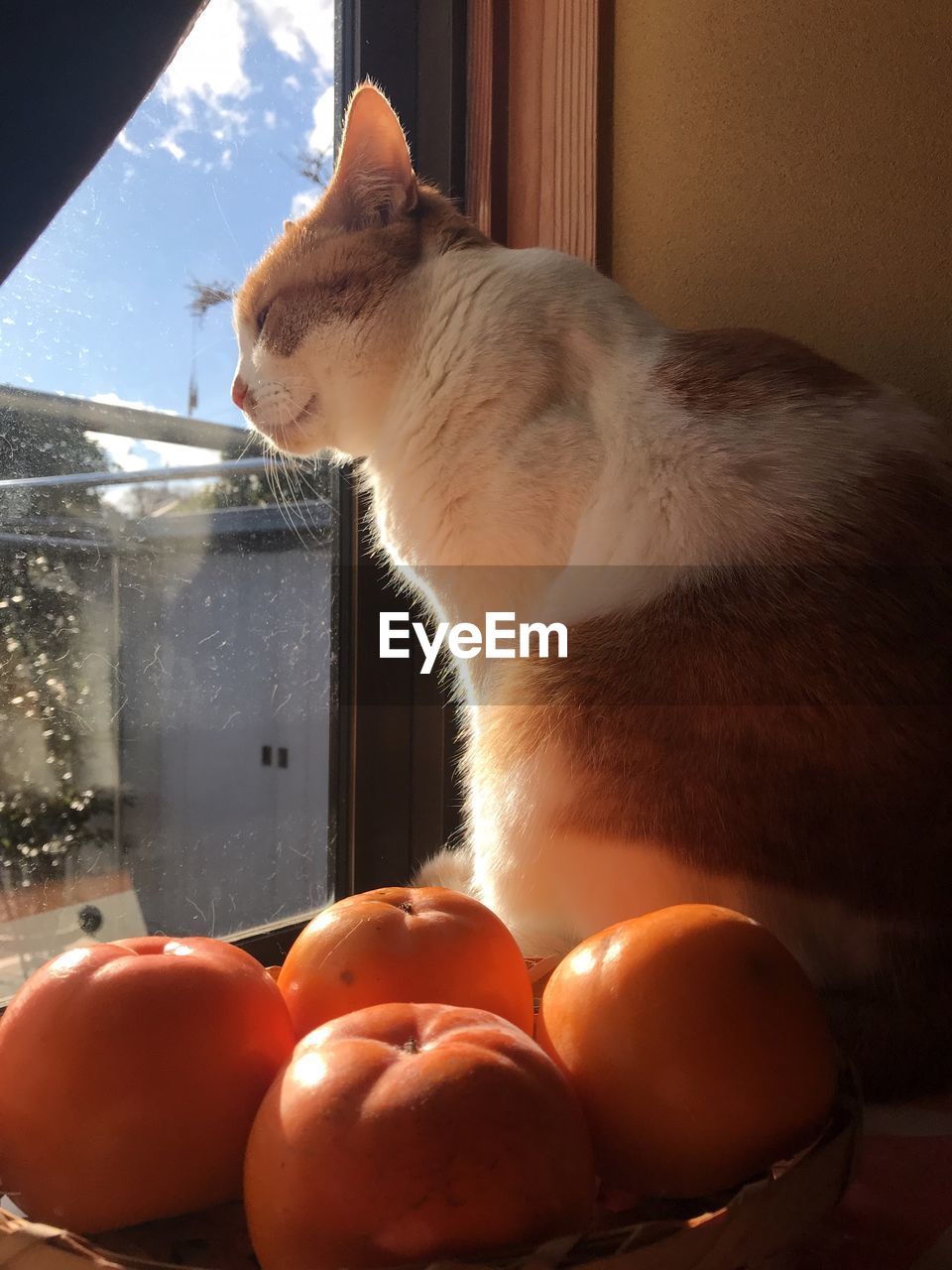 Close-up of cat sitting by water