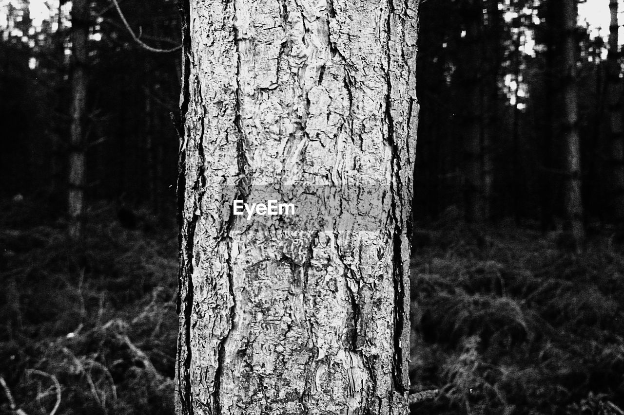 CLOSE-UP OF TREE TRUNK
