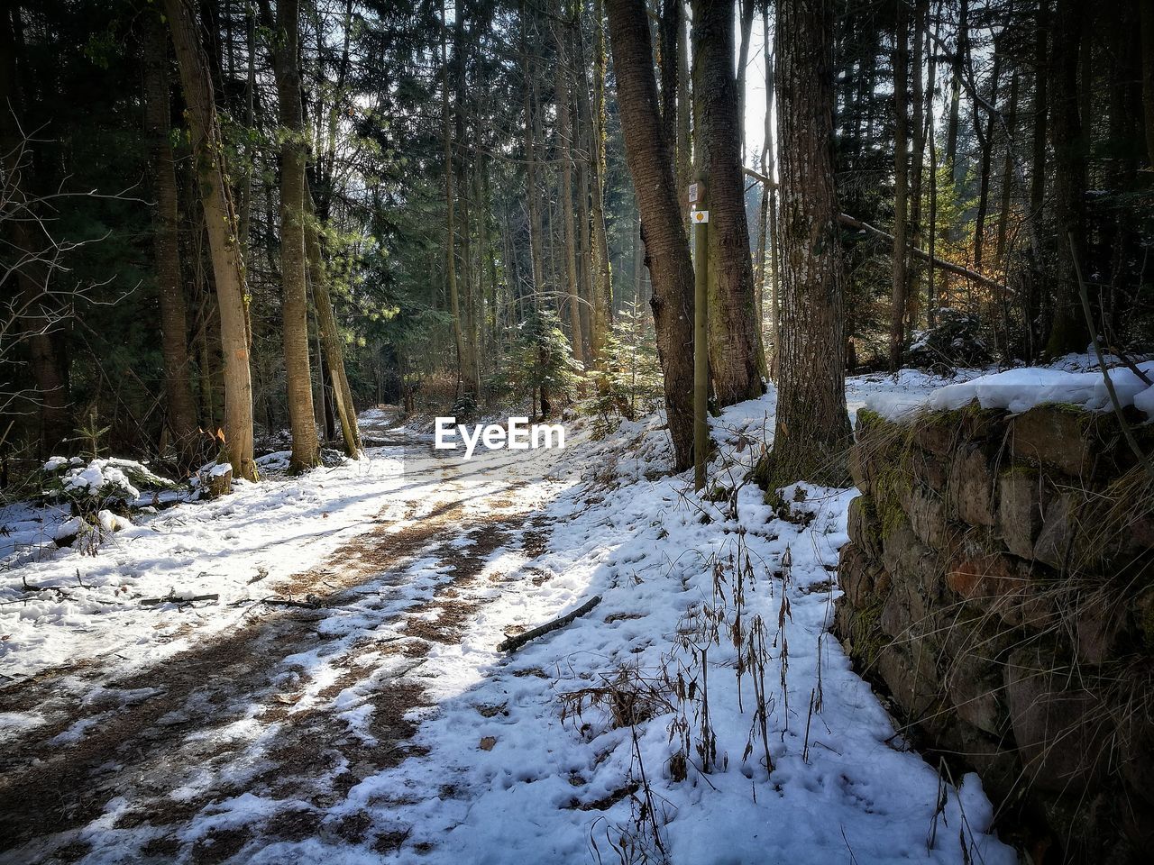 TREES IN SNOW COVERED FOREST