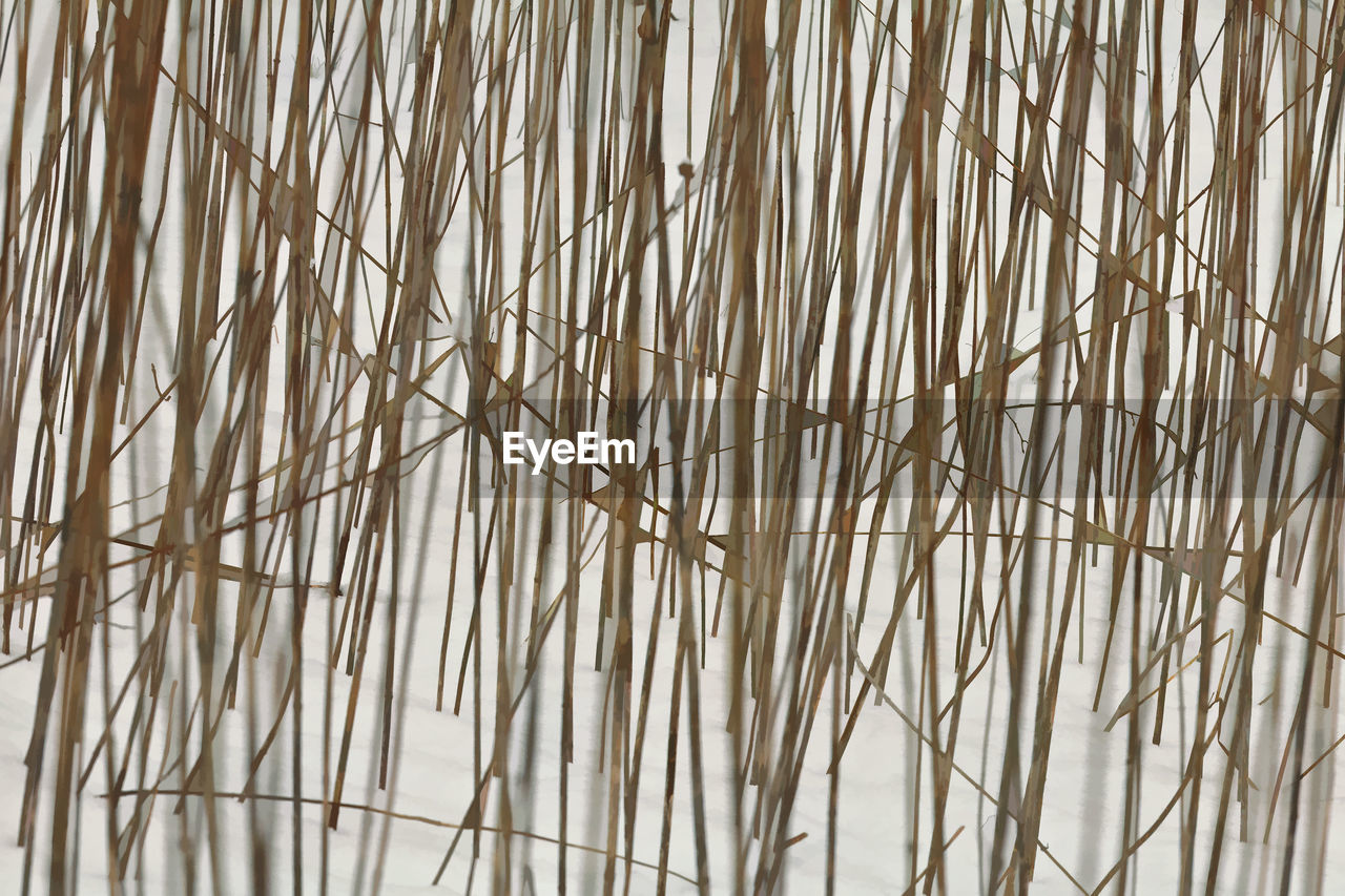 Snow and tall reeds winter