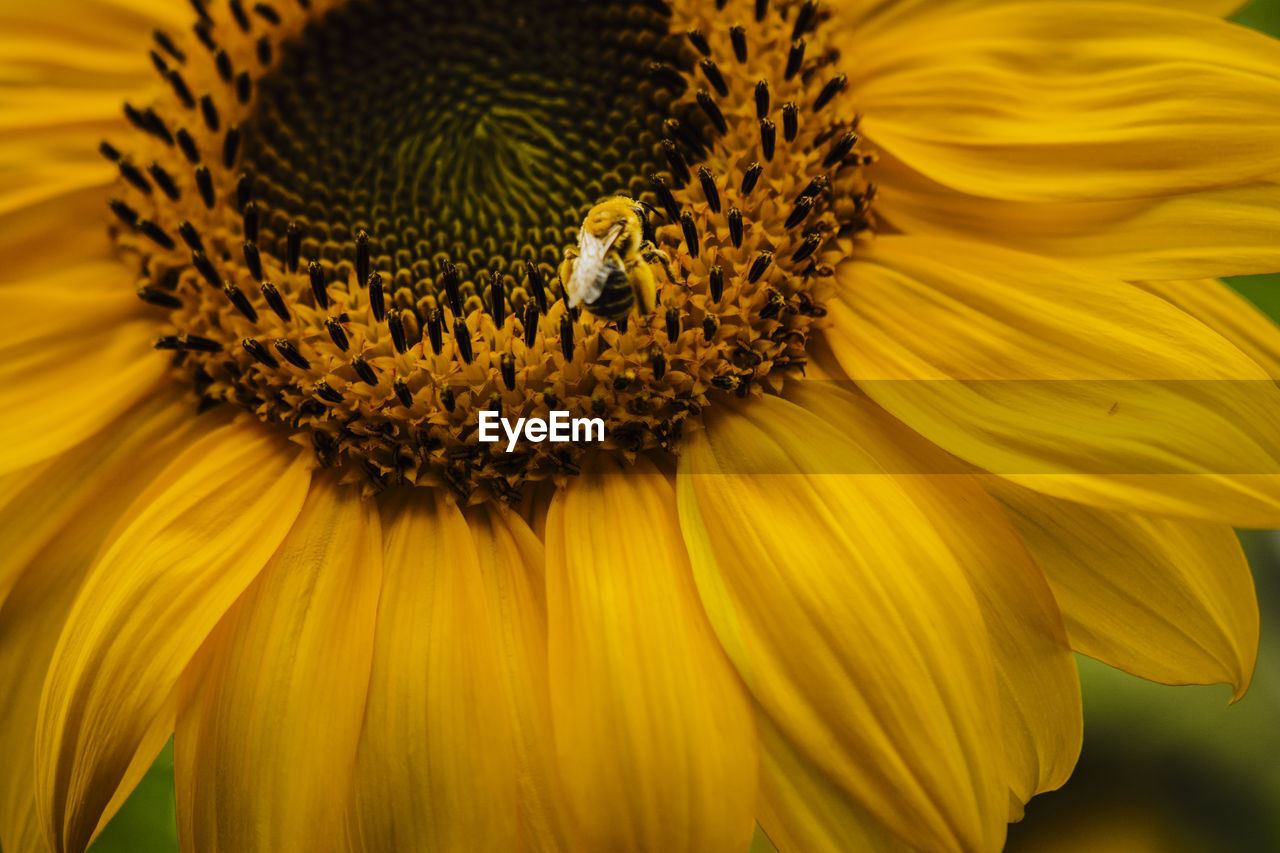 sunflower, flower, flowering plant, plant, beauty in nature, flower head, freshness, petal, yellow, fragility, close-up, nature, animal themes, animal wildlife, pollen, growth, animal, macro photography, inflorescence, one animal, insect, sunflower seed, no people, macro, wildlife, field, plant stem, extreme close-up, outdoors, backgrounds, botany, seed, bee, focus on foreground