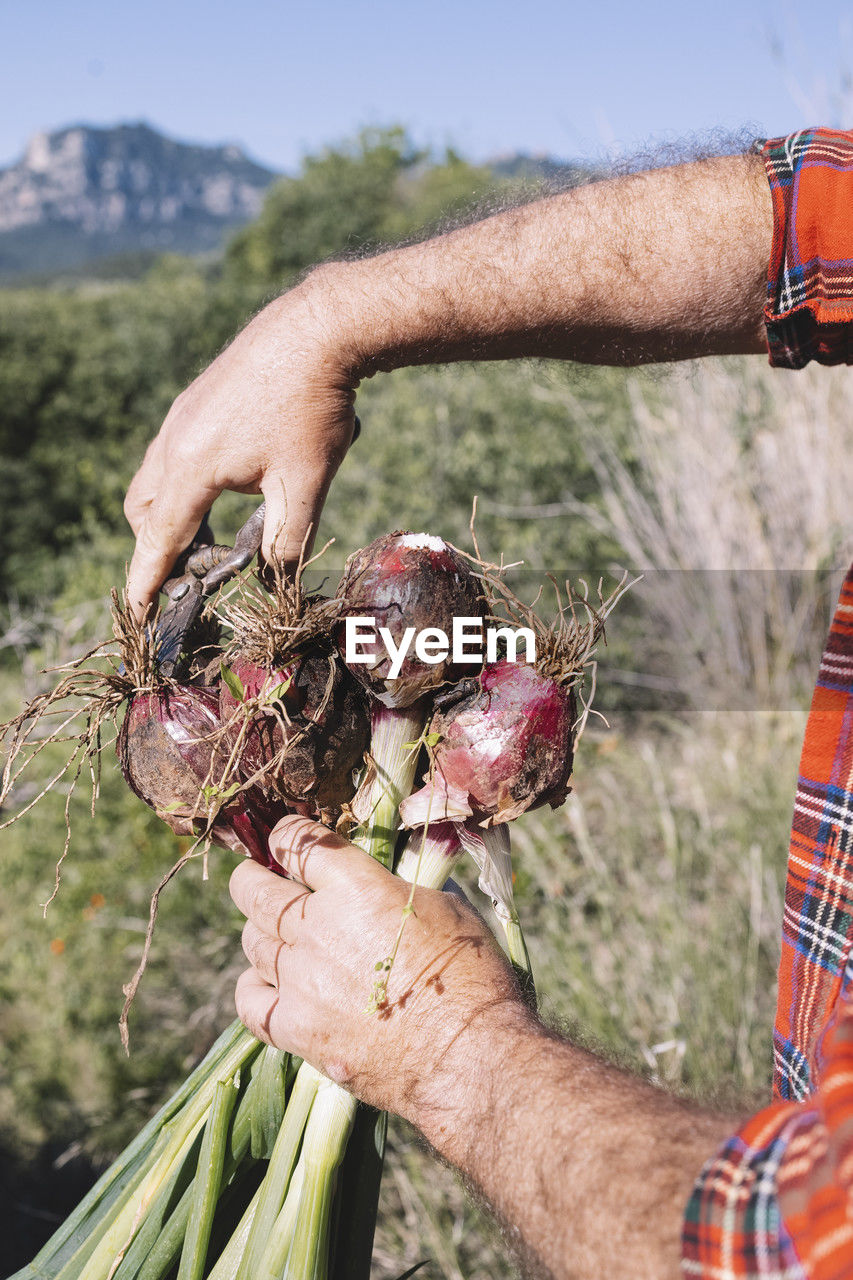 Farmer cleaning the roots of fresh onion with scissors. freshly harvested vegetables.