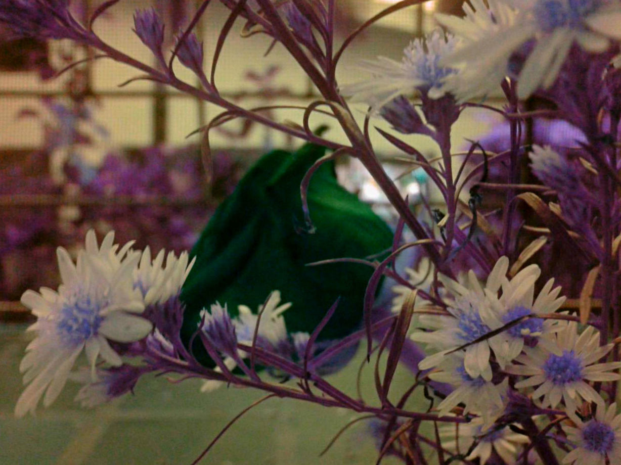 CLOSE-UP OF PURPLE FLOWER BLOOMING OUTDOORS