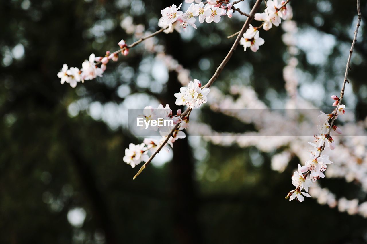 CHERRY BLOSSOMS IN SPRING