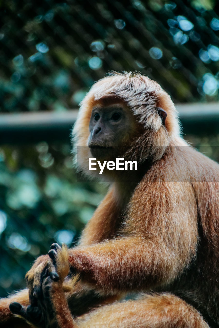 Close-up of monkey sitting in zoo