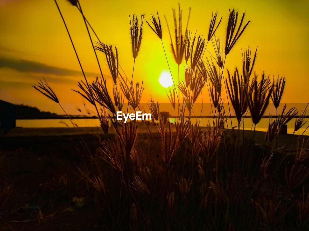 Silhouette plants growing on field against orange sky