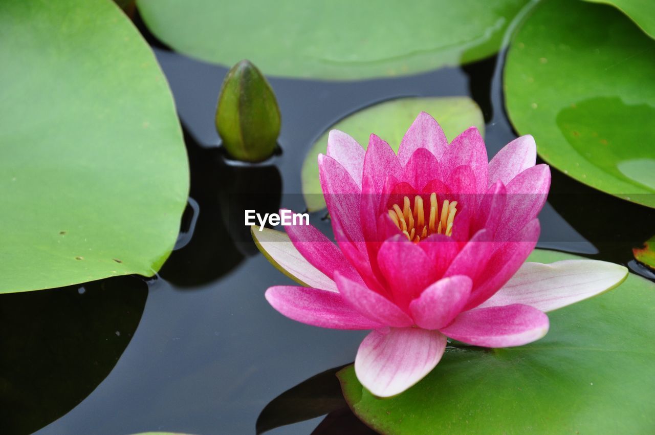 Close-up of lotus water lily in pond