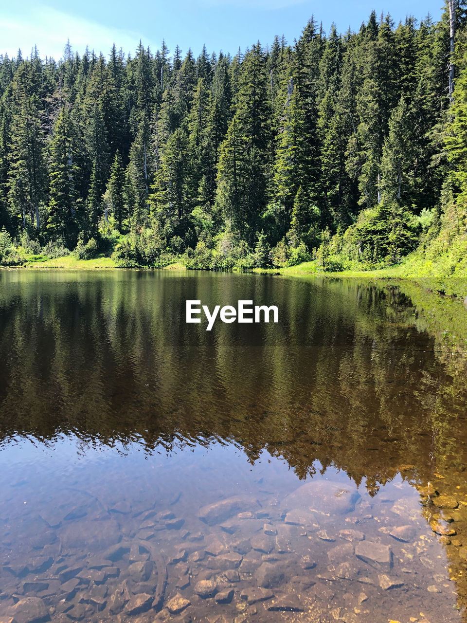 REFLECTION OF TREES ON LAKE