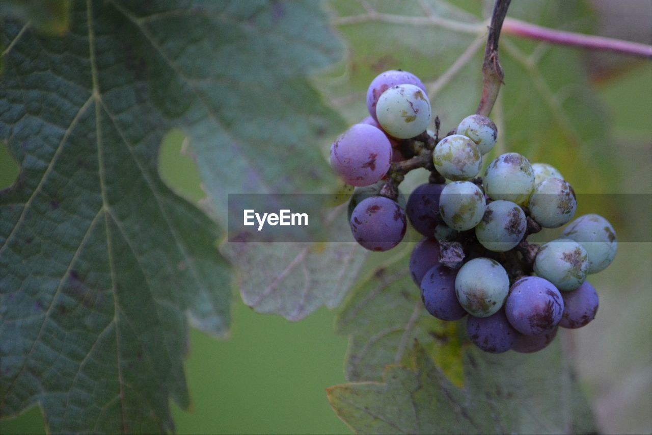 CLOSE-UP OF GRAPES ON PLANT