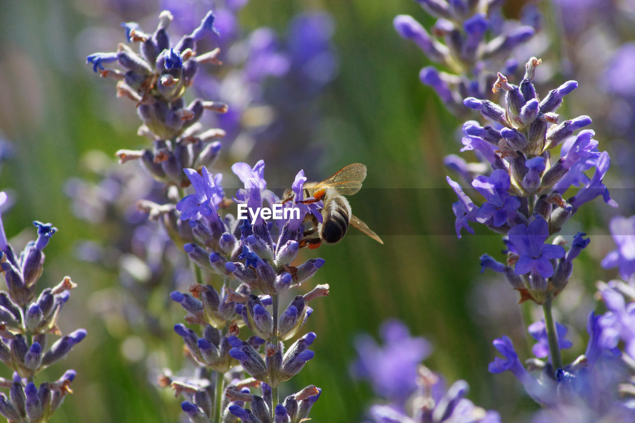 BEE POLLINATING ON FLOWER