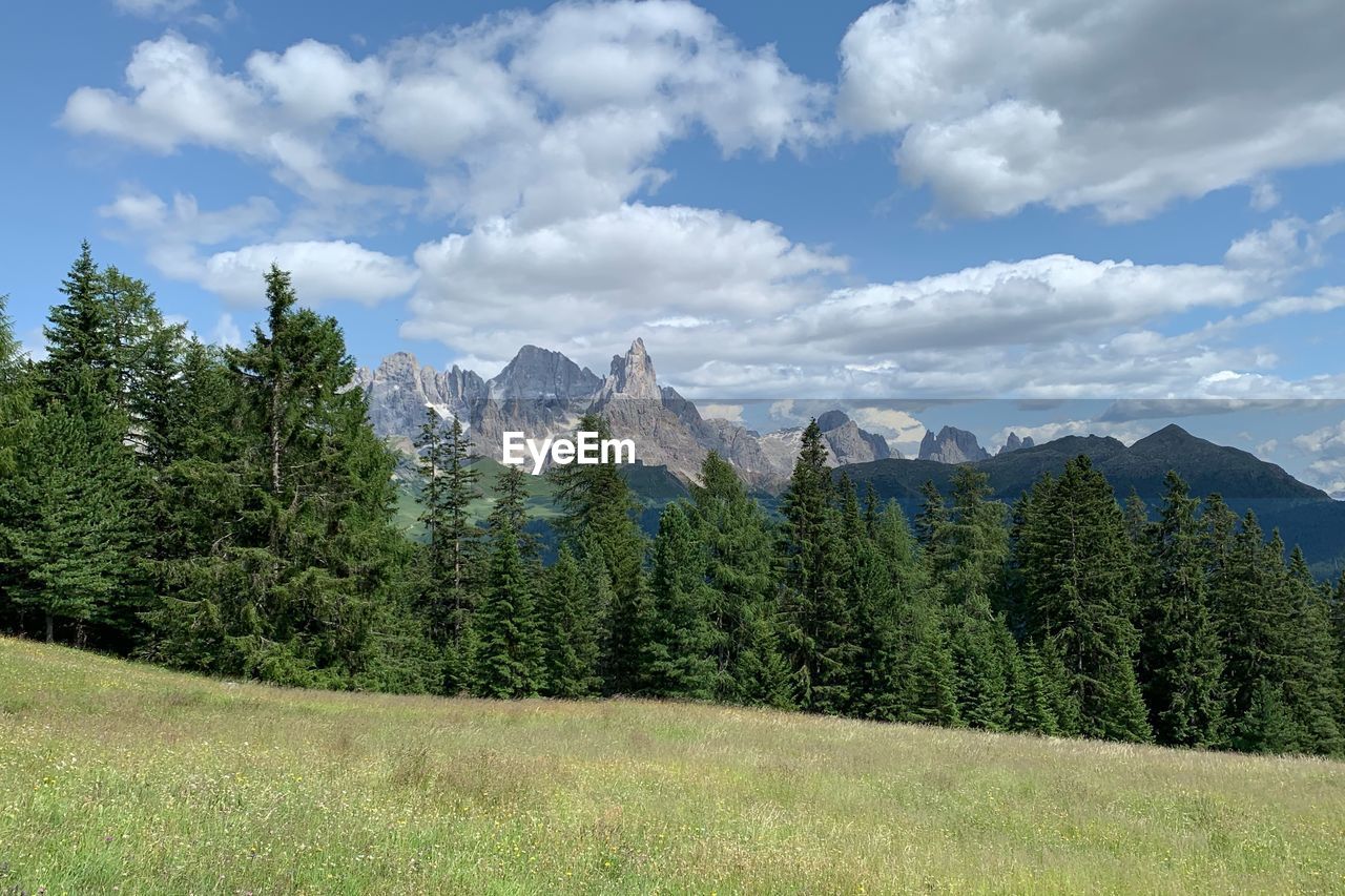 SCENIC VIEW OF PINE TREES AGAINST SKY