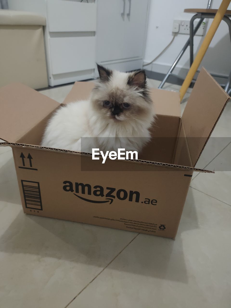 pet, mammal, animal themes, animal, domestic animals, cat, one animal, domestic cat, himalayan, indoors, feline, no people, portrait, looking at camera, text, box, cardboard box, cardboard, small to medium-sized cats, humor, cute, animal hair, sitting, felidae