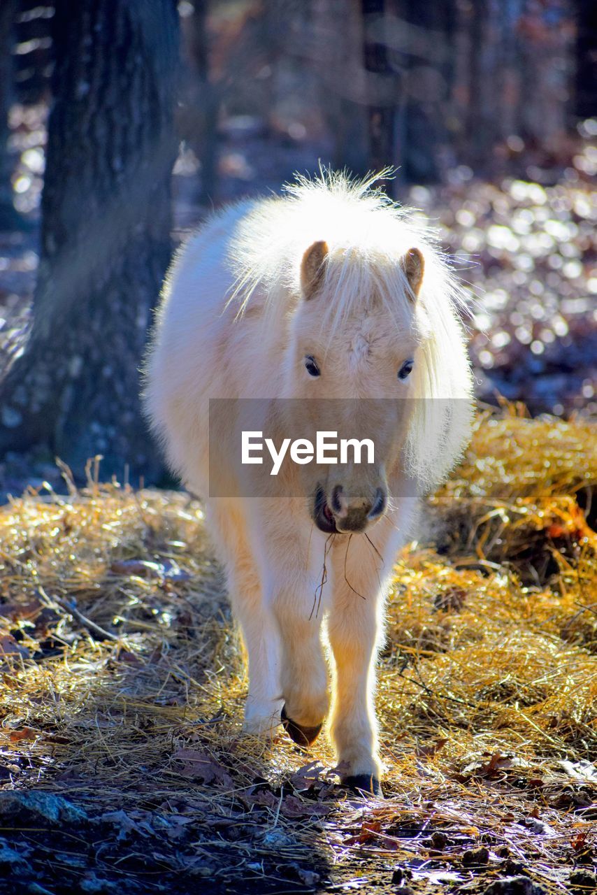 Portrait of a horse on field