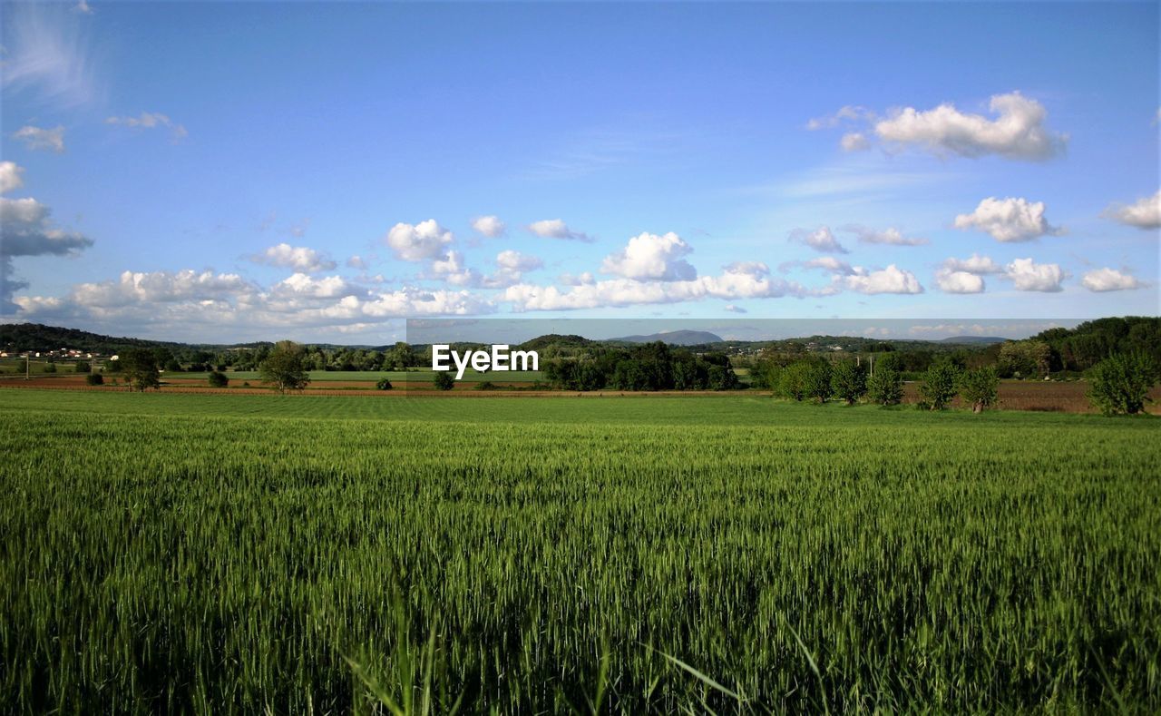 Scenic view of agricultural field against sky