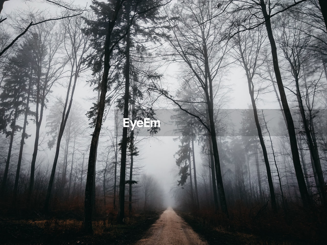 Trees in forest against sky during winter