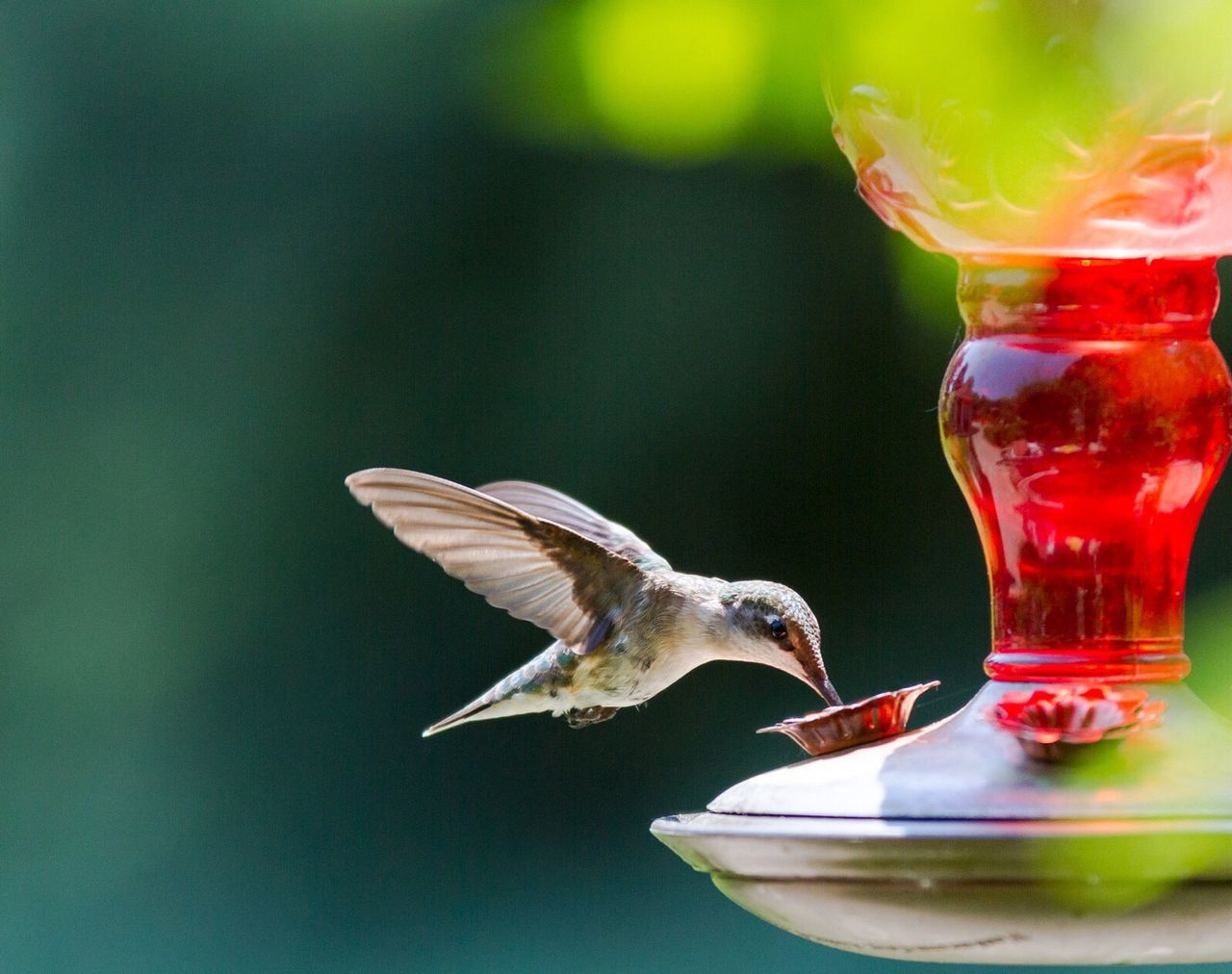 Close-up of bird flying over feeder