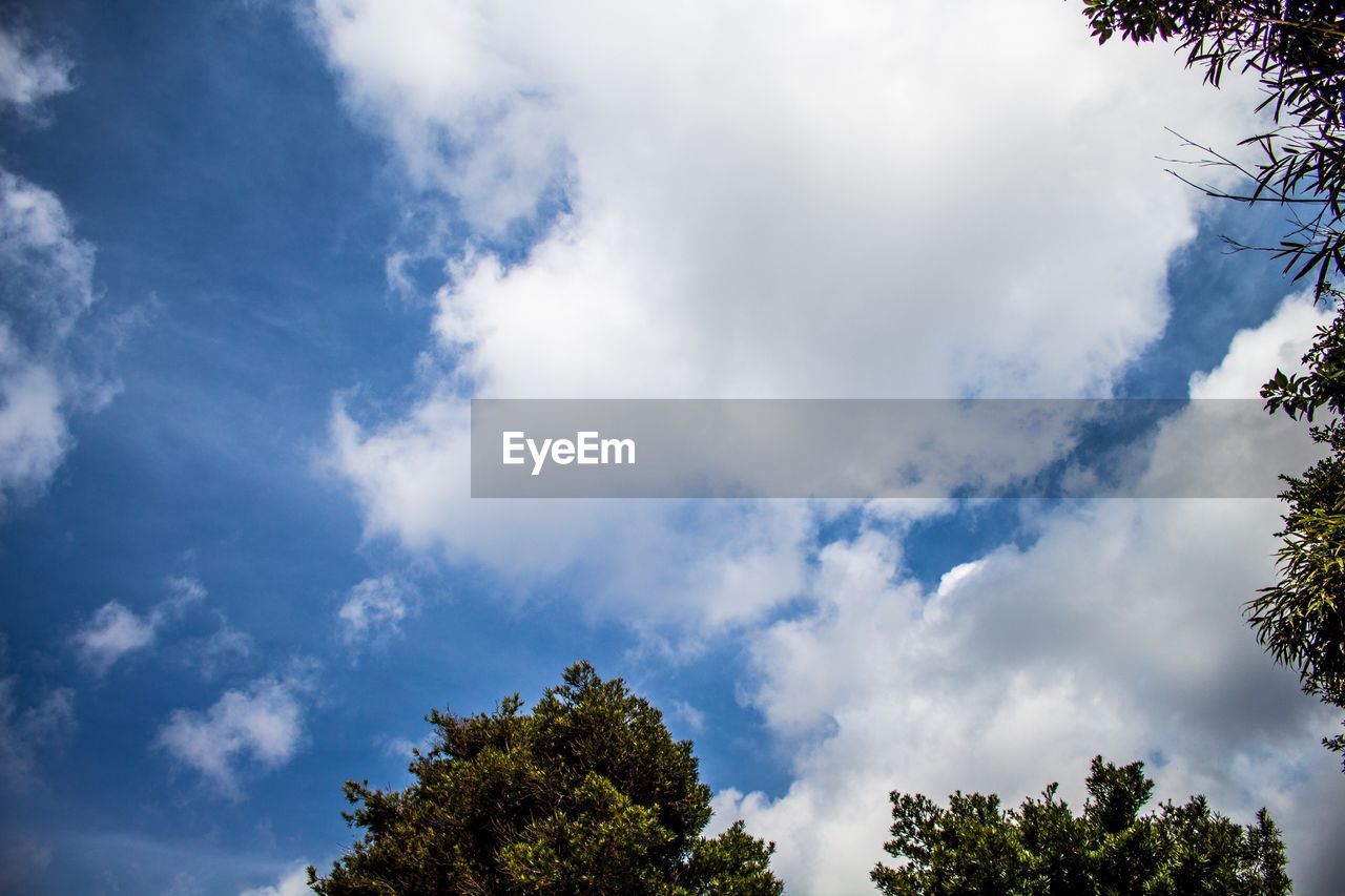 Low angle view of trees against cloudy sky