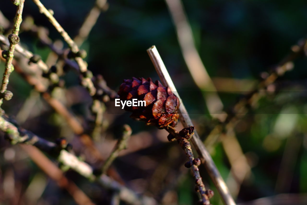 CLOSE-UP OF PLANTS