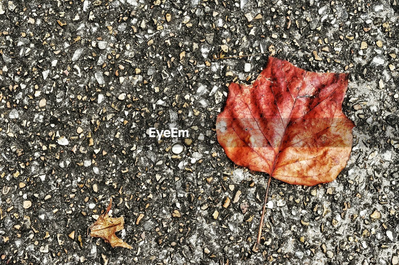 CLOSE-UP OF MAPLE LEAVES ON GROUND