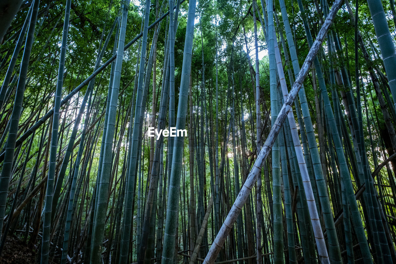 LOW ANGLE VIEW OF BAMBOO FOREST
