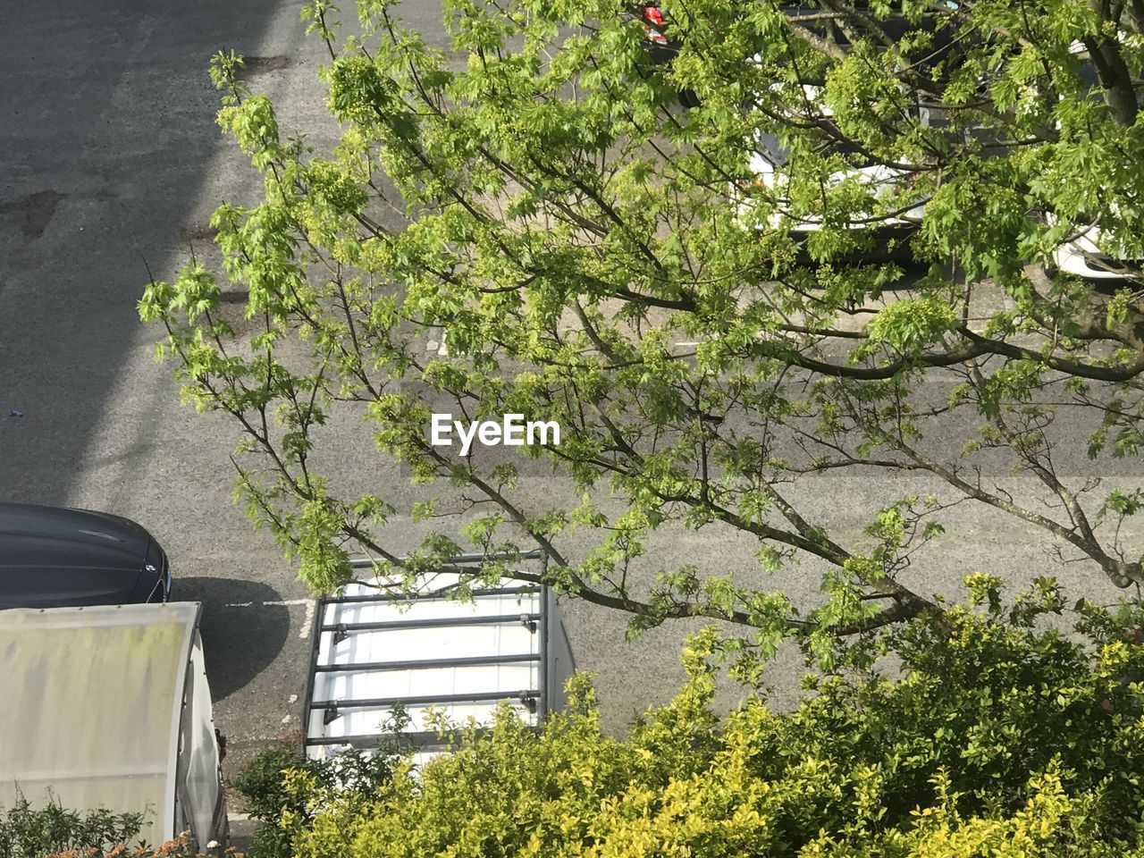 LOW ANGLE VIEW OF FLOWERING TREE AGAINST BUILDING