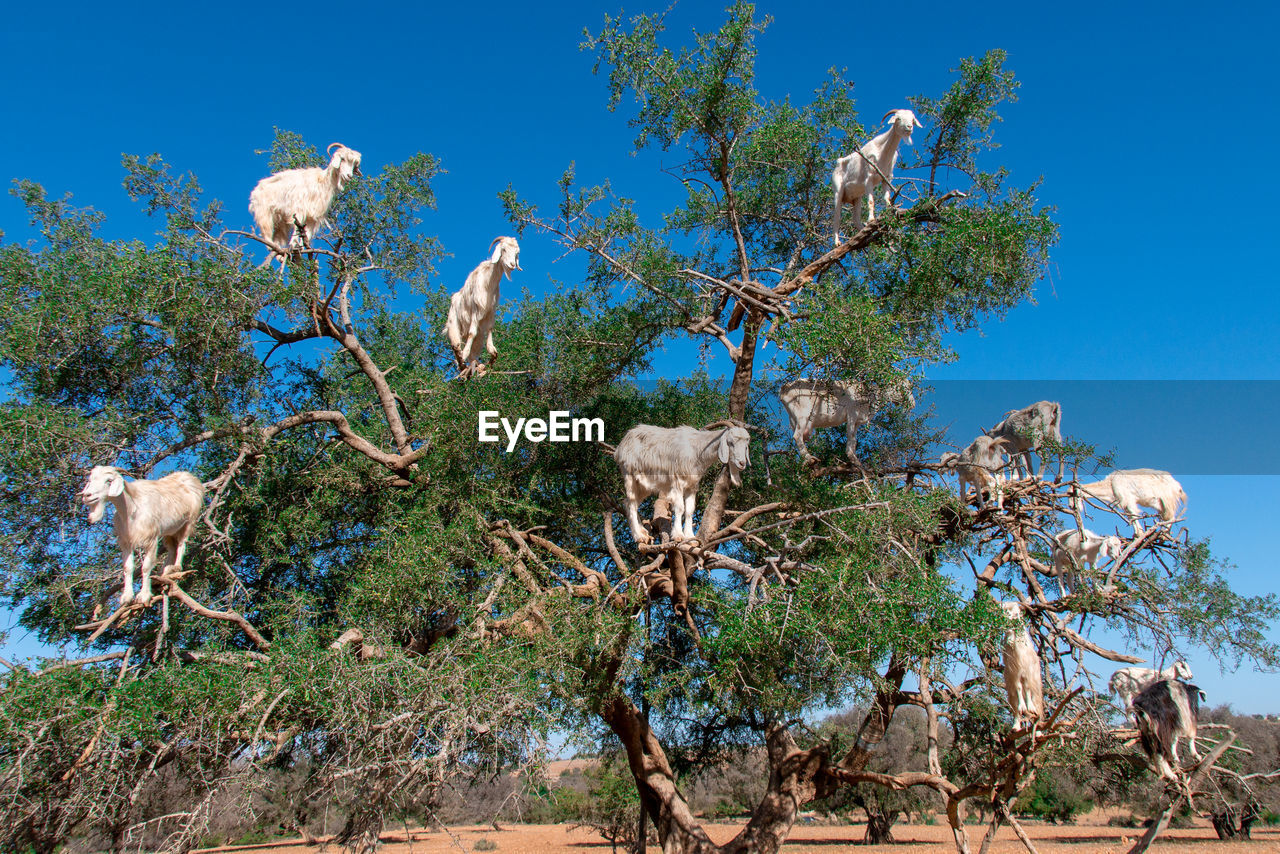 View of tree on field with goats on it blue sky