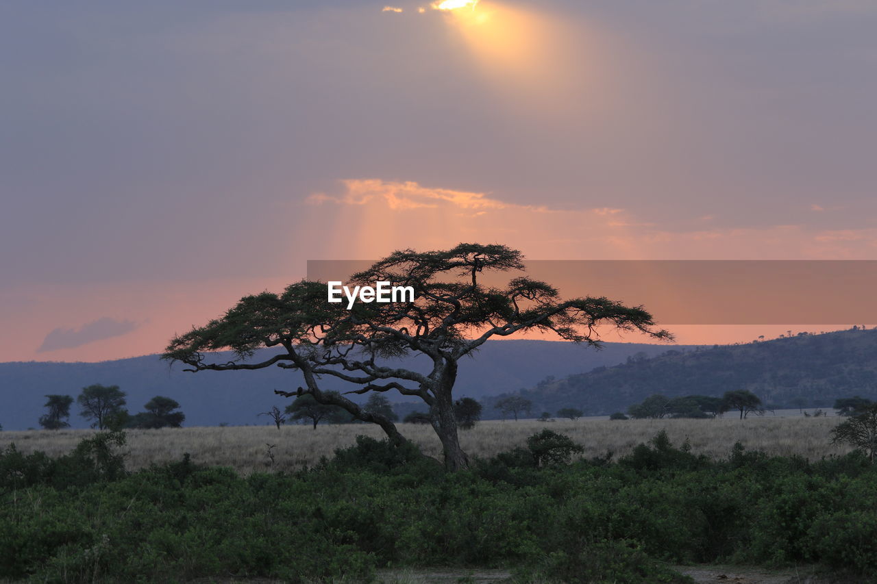 TREE AGAINST SKY AT SUNSET