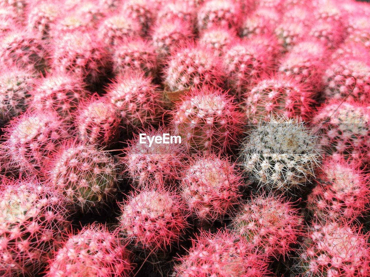 Full frame shot of pink cacti