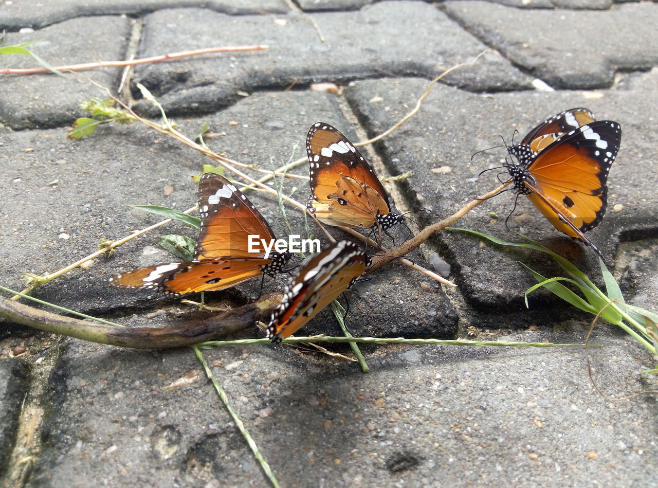 High angle view of butterfly on leaf