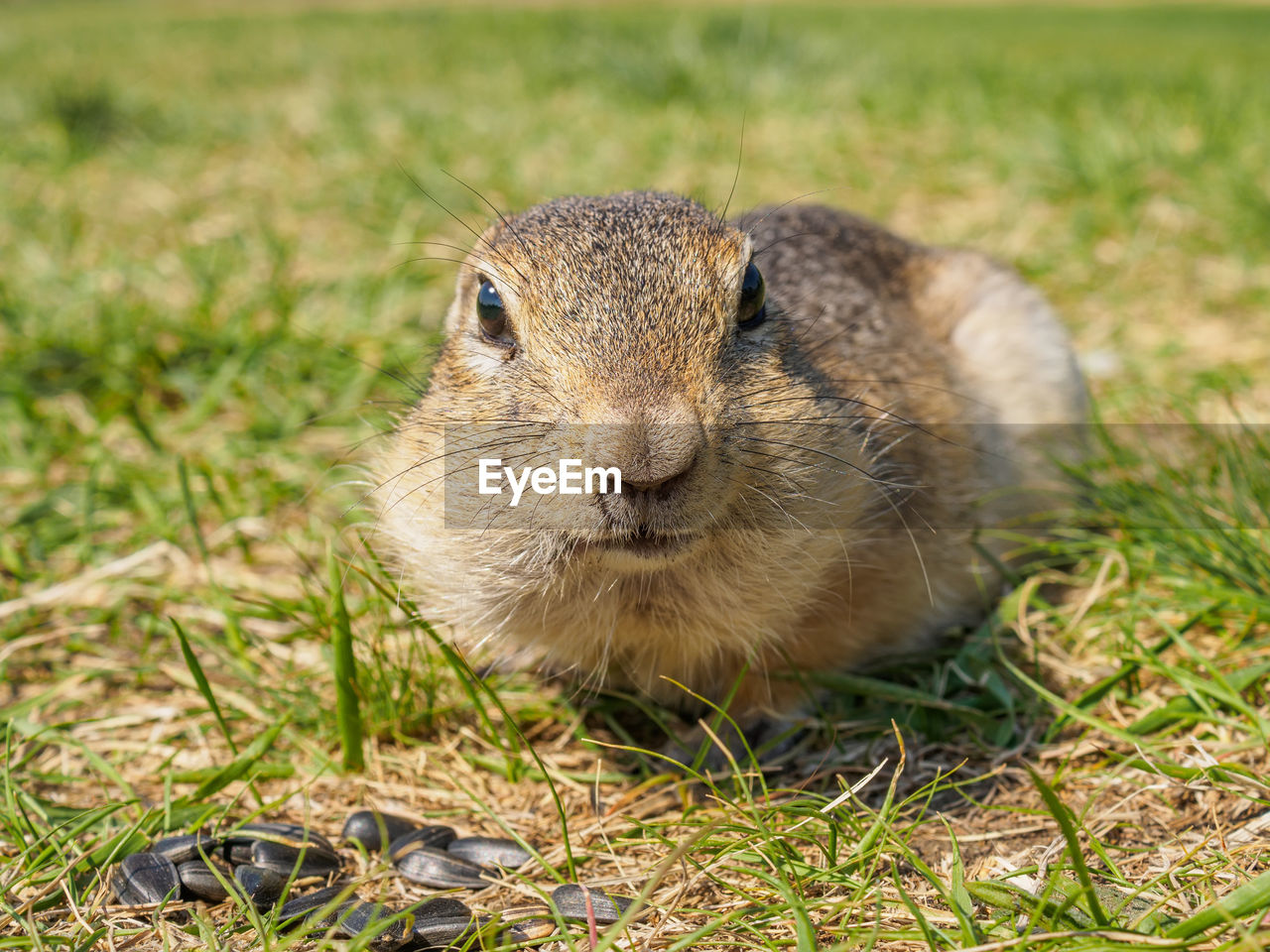 Gopher on the grassy lawn is looking at the camera. close-up