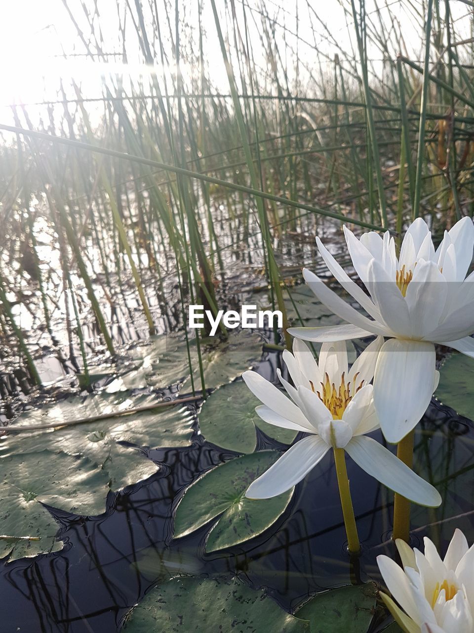 CLOSE-UP OF WATER LILIES IN LAKE