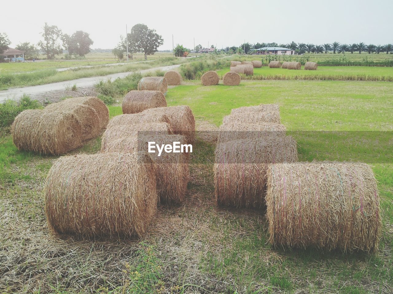 Hay bales on grassy field