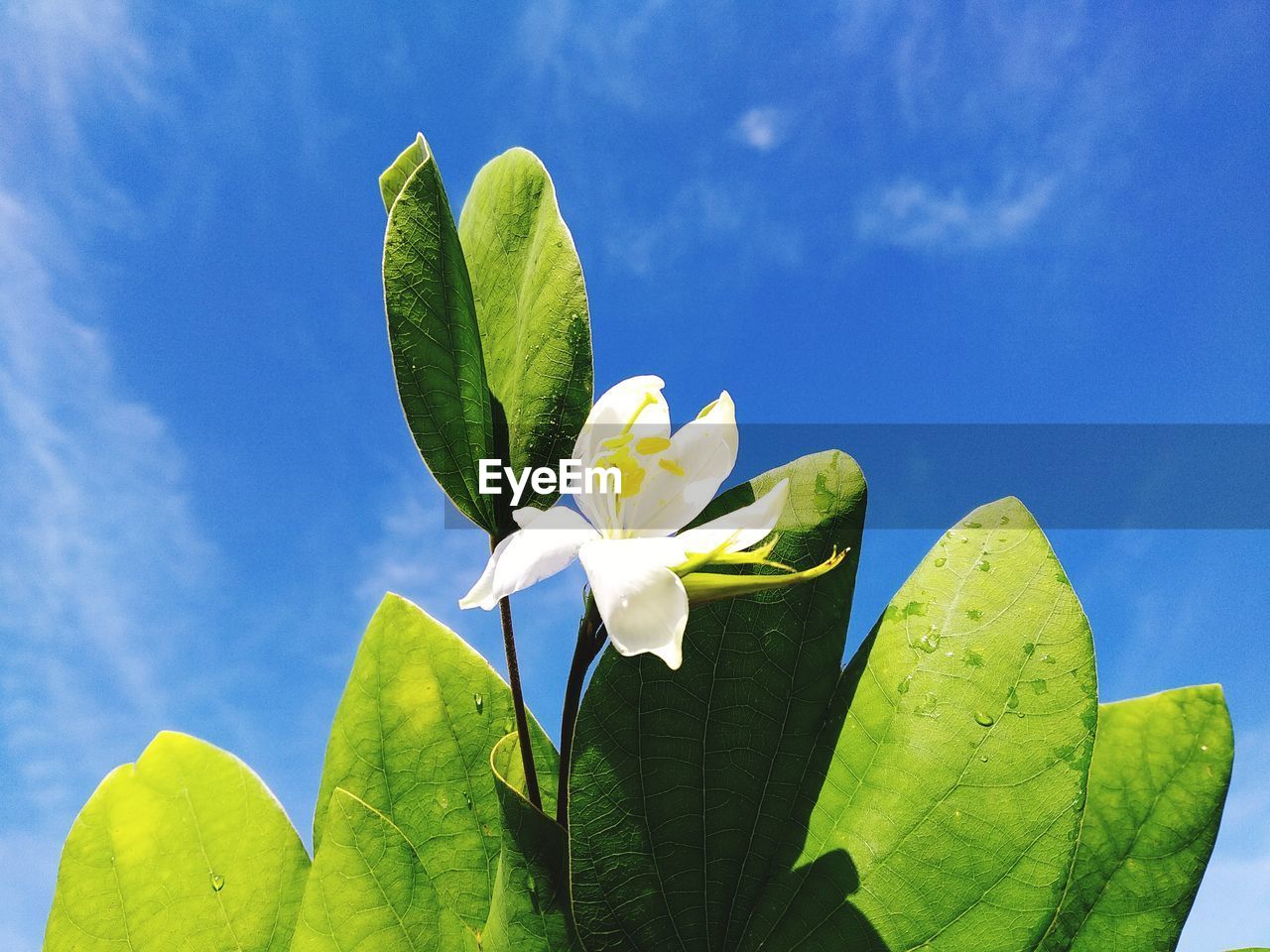 Close-up of flowering plant against blue sky