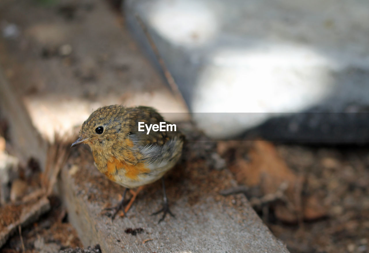 HIGH ANGLE VIEW OF A BIRD ON FIELD