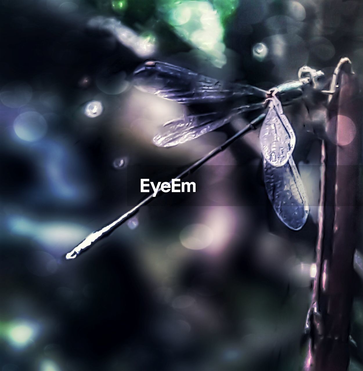 Close-up of water drops on dragonfly