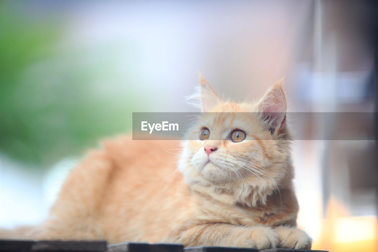 CLOSE-UP OF CAT LOOKING AWAY OUTDOORS