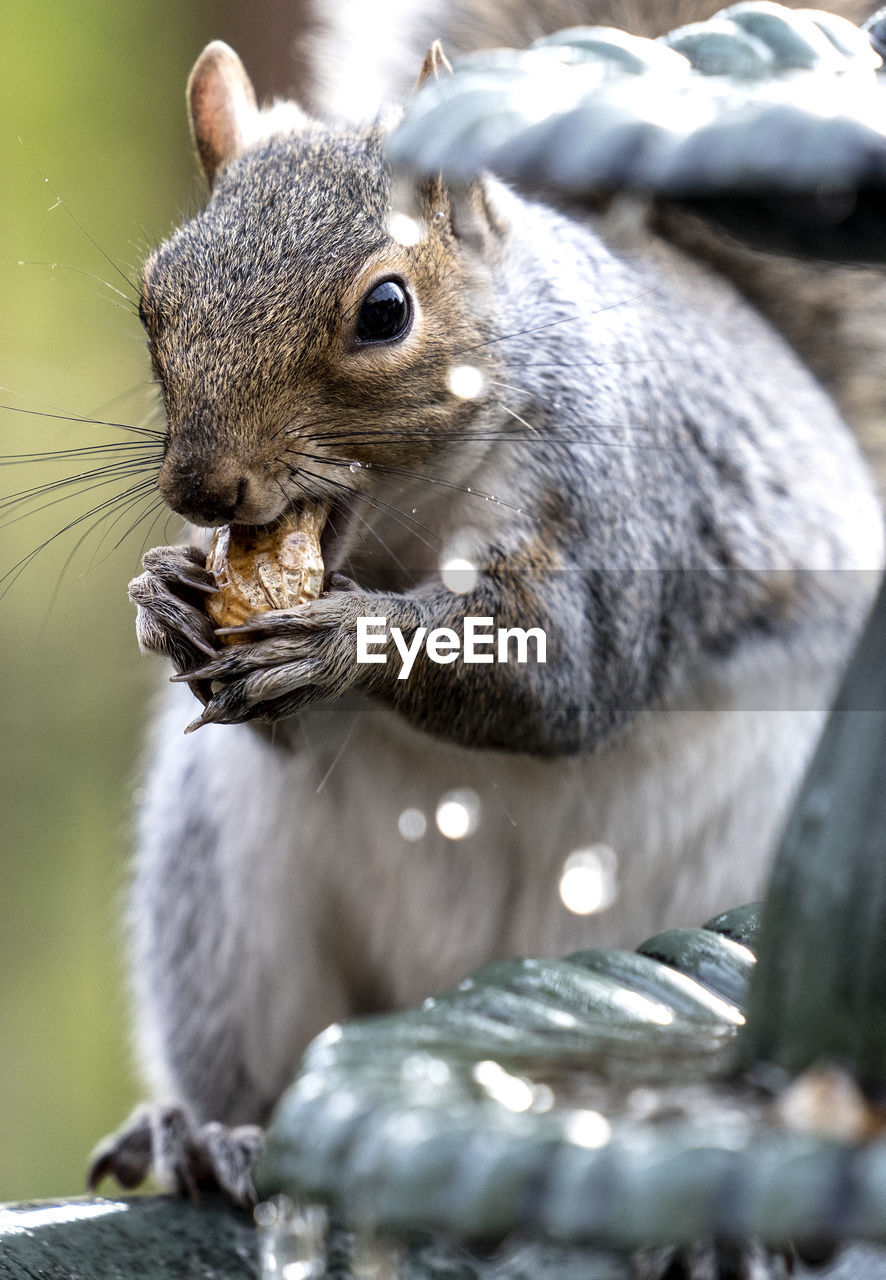 Squirrel on the fountain with a peanut