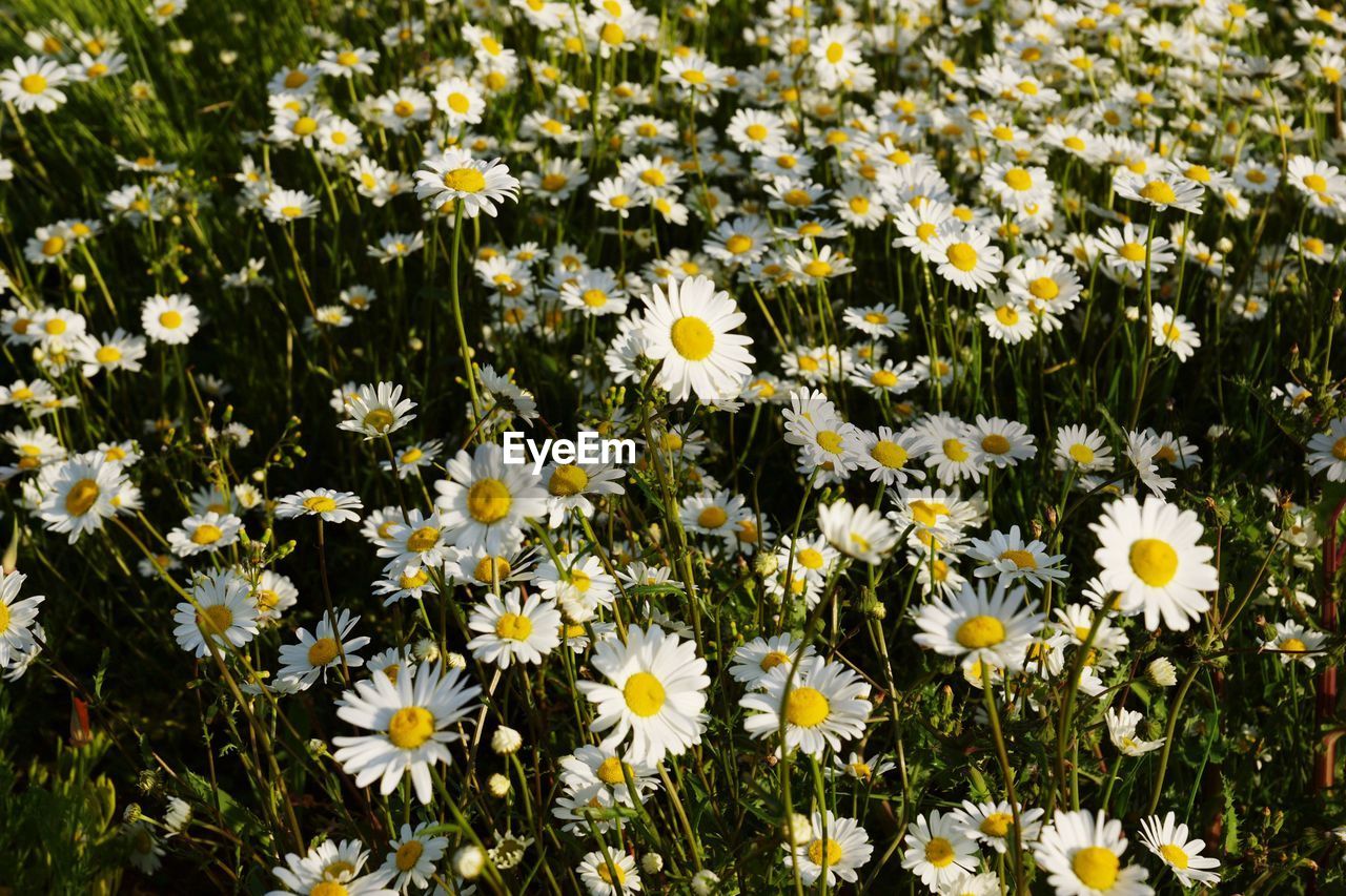 Close-up of white daisy flowers blooming in field