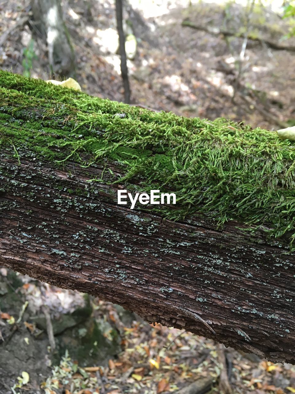 CLOSE-UP OF MOSS GROWING ON TREE TRUNKS