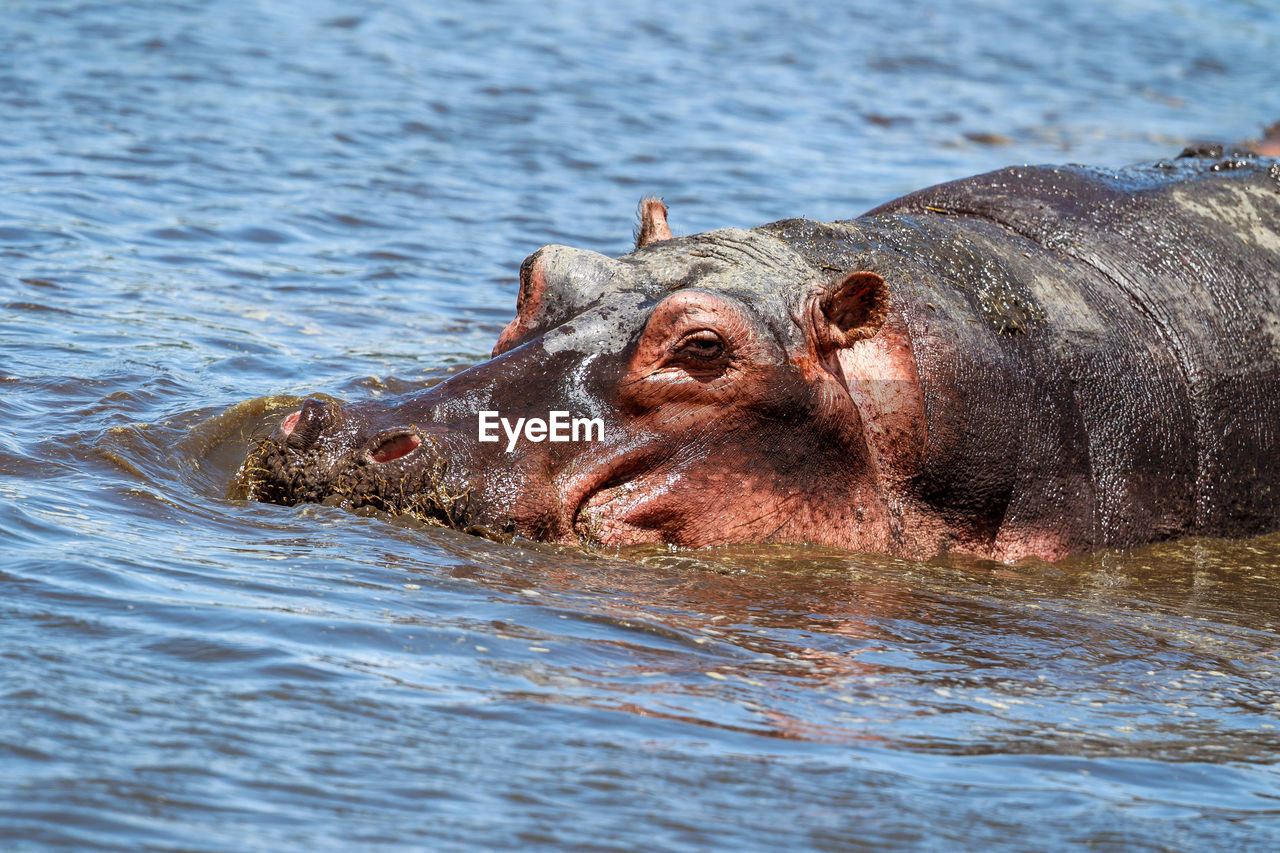 Close-up of hippopotamus swimming in lake