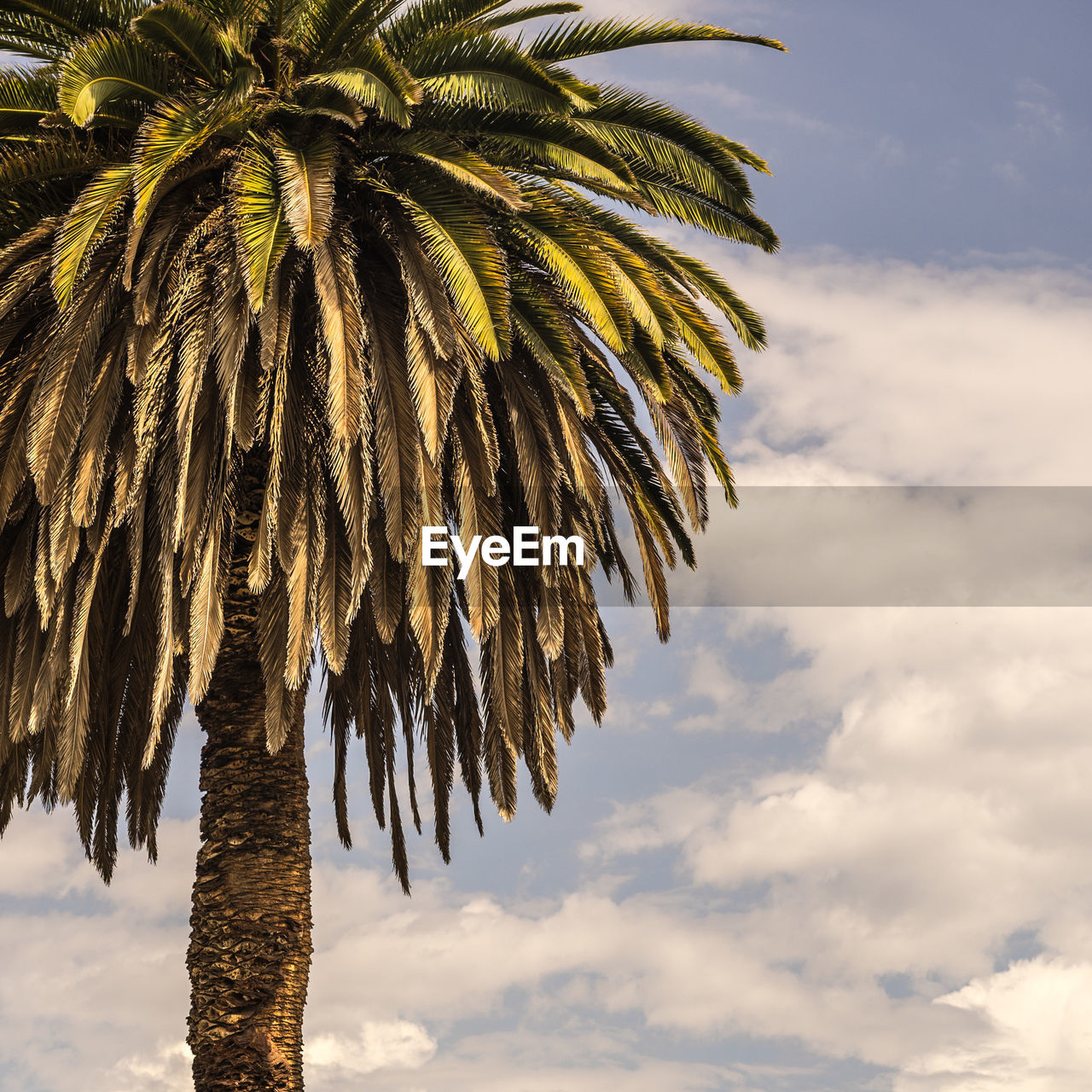 Low angle view of palm tree against cloudy sky