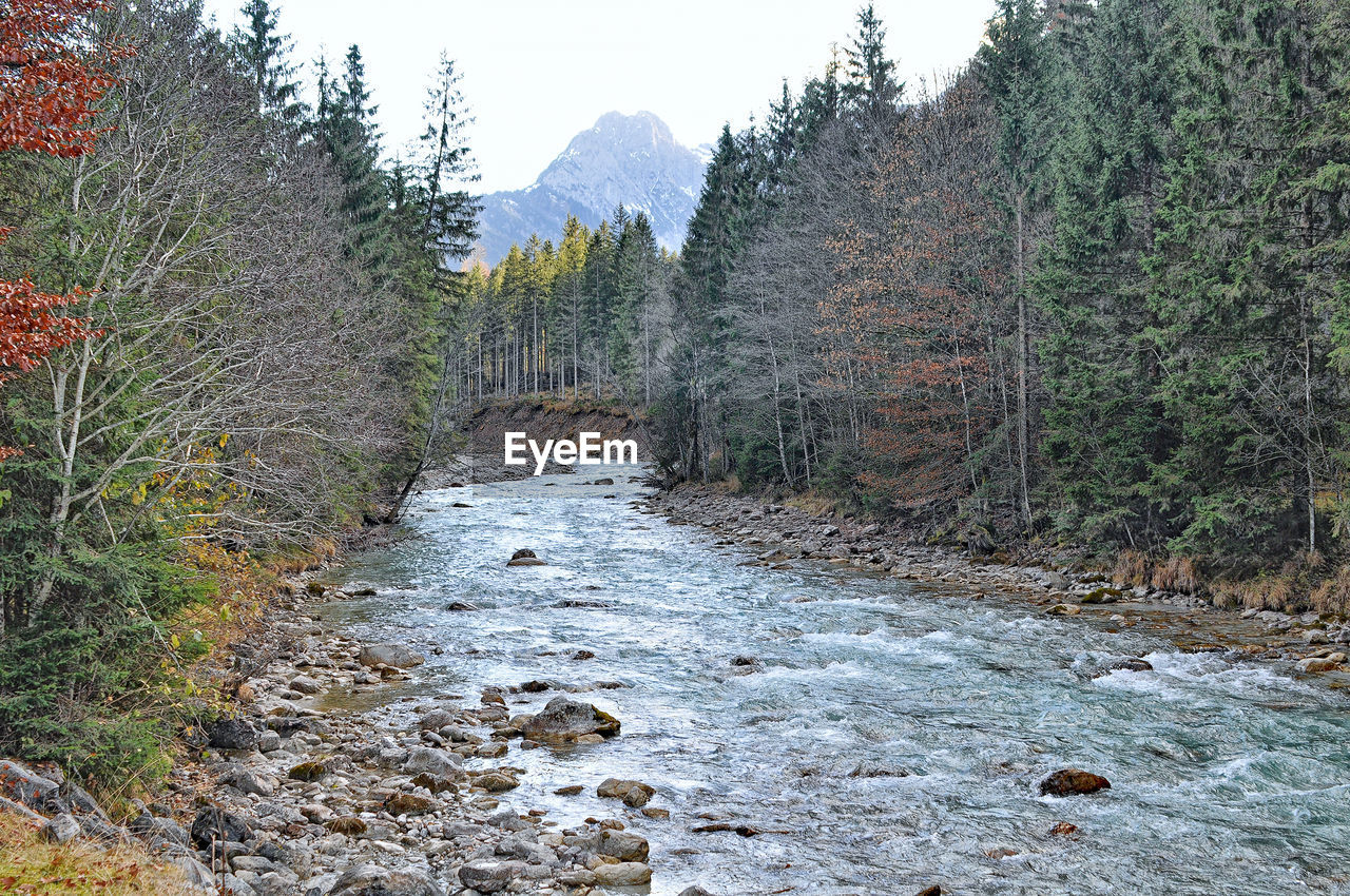 Scenic view of river amidst trees in forest