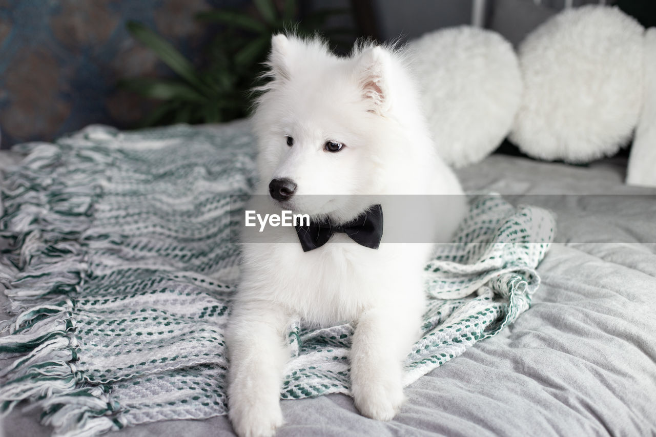 WHITE DOG LYING ON BED