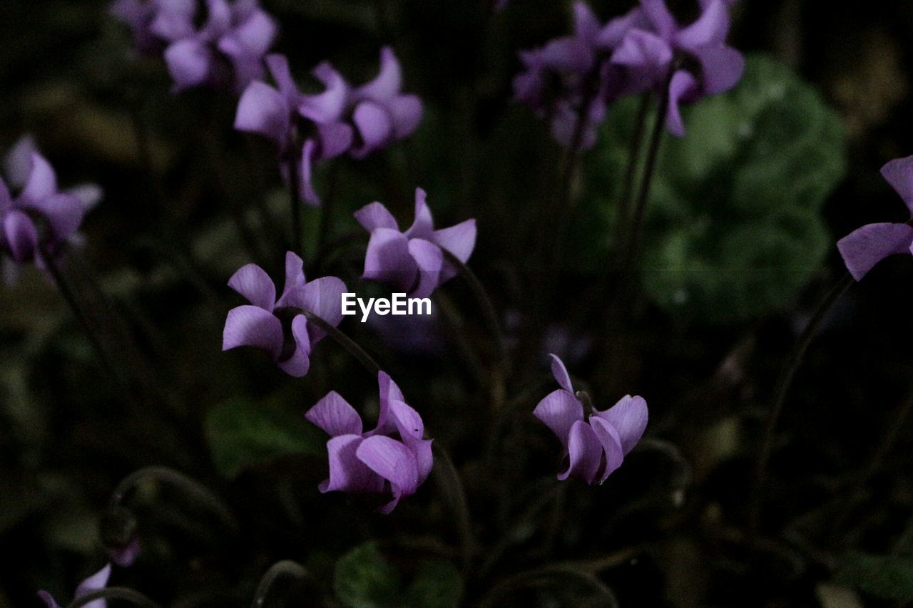 CLOSE-UP OF PURPLE FLOWERS IN PARK